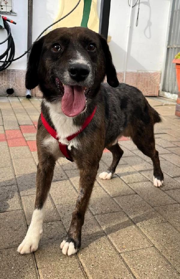 CASPER DOLCISSIMO Foto 3